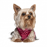 Yorkshire Terrier PNG transparante HD -foto