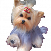 Yorkshire Terrier Puppy PNG Clipart