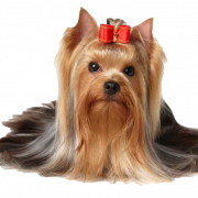Yorkshire Terrier Puppy PNG Download Imagem