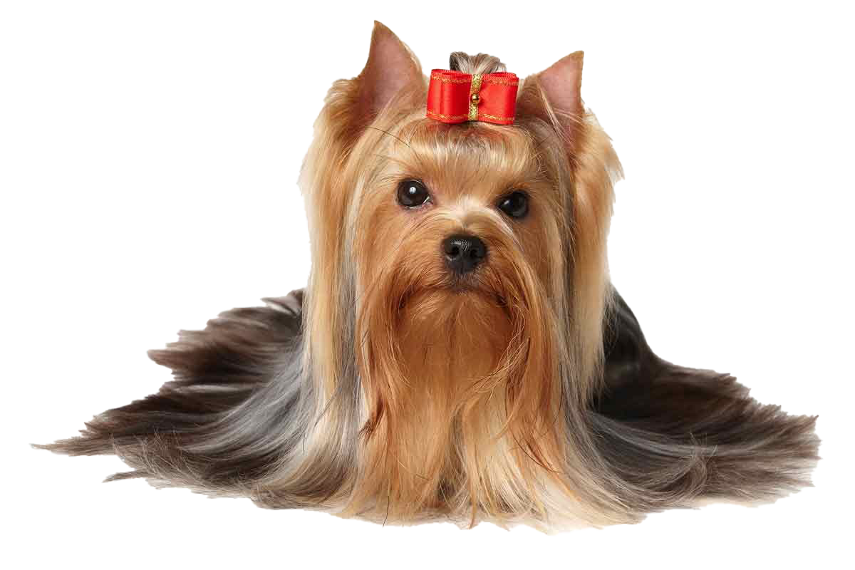 Yorkshire Terrier Puppy PNG Download Image