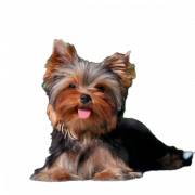 File png anak anjing yorkshire terrier