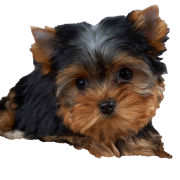 Yorkshire Terrier Puppy PNG Free Download