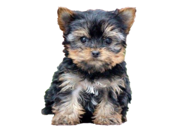 Yorkshire Terrier Puppy PNG Free Image