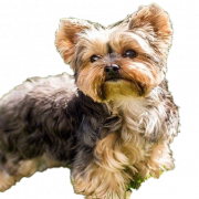 Yorkshire Terrier Puppy PNG Imagen de alta calidad