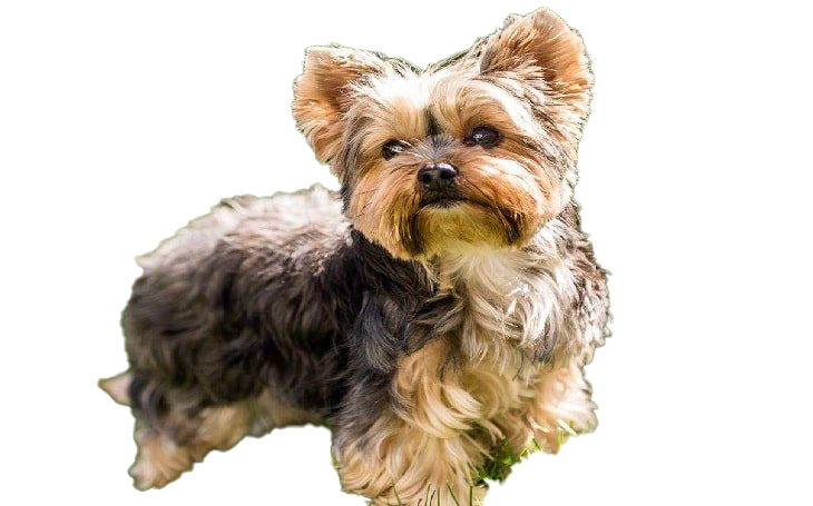 Yorkshire Terrier Puppy PNG High Quality Image