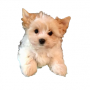 Gambar png anak anjing terrier yorkshire