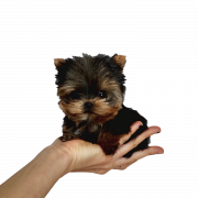 Yorkshire terrier chiot png PNG