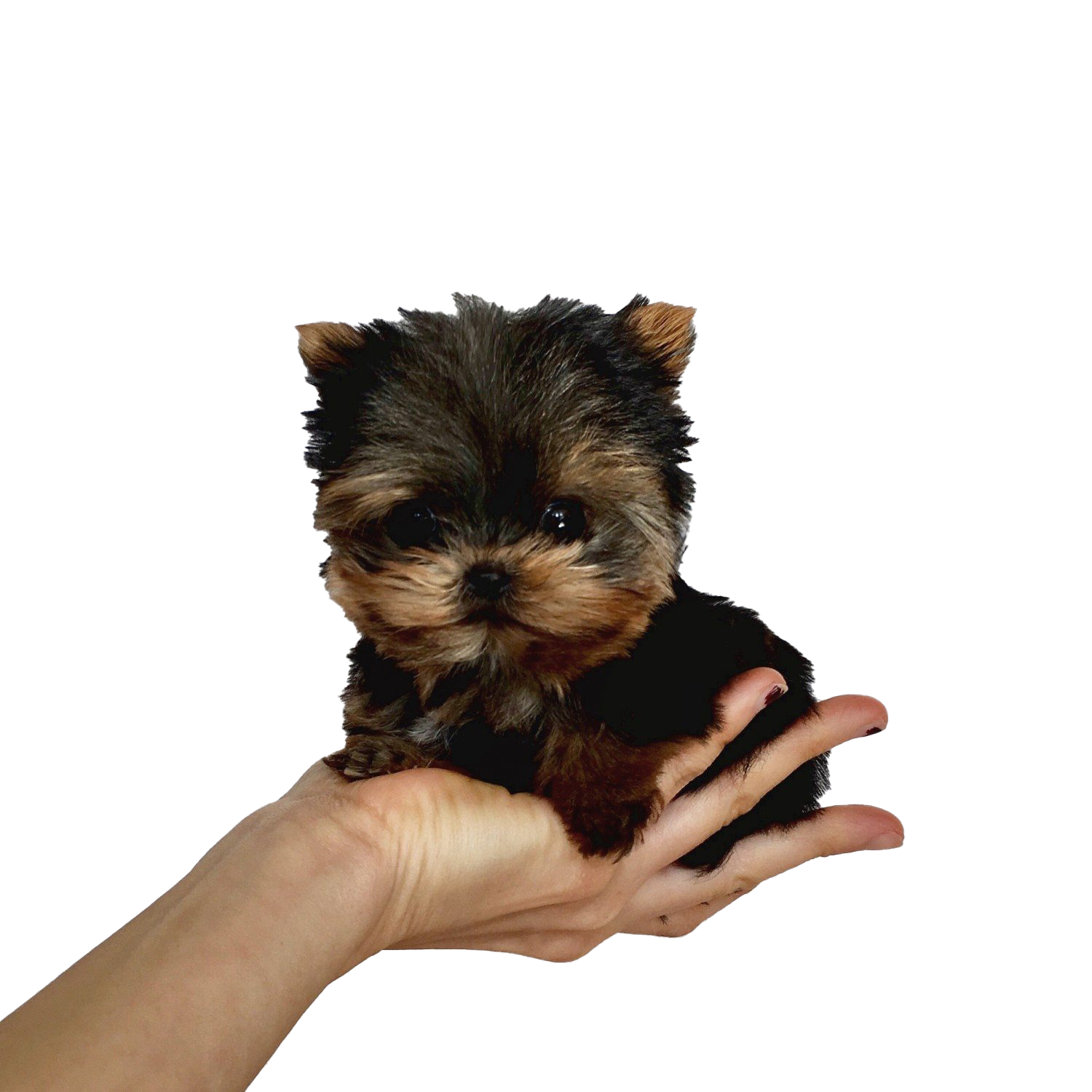 Yorkshire Terrier Puppy PNG Pic