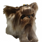 Yorkshire Terrier Puppy PNG foto
