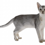 Abyssinien chat png clipart