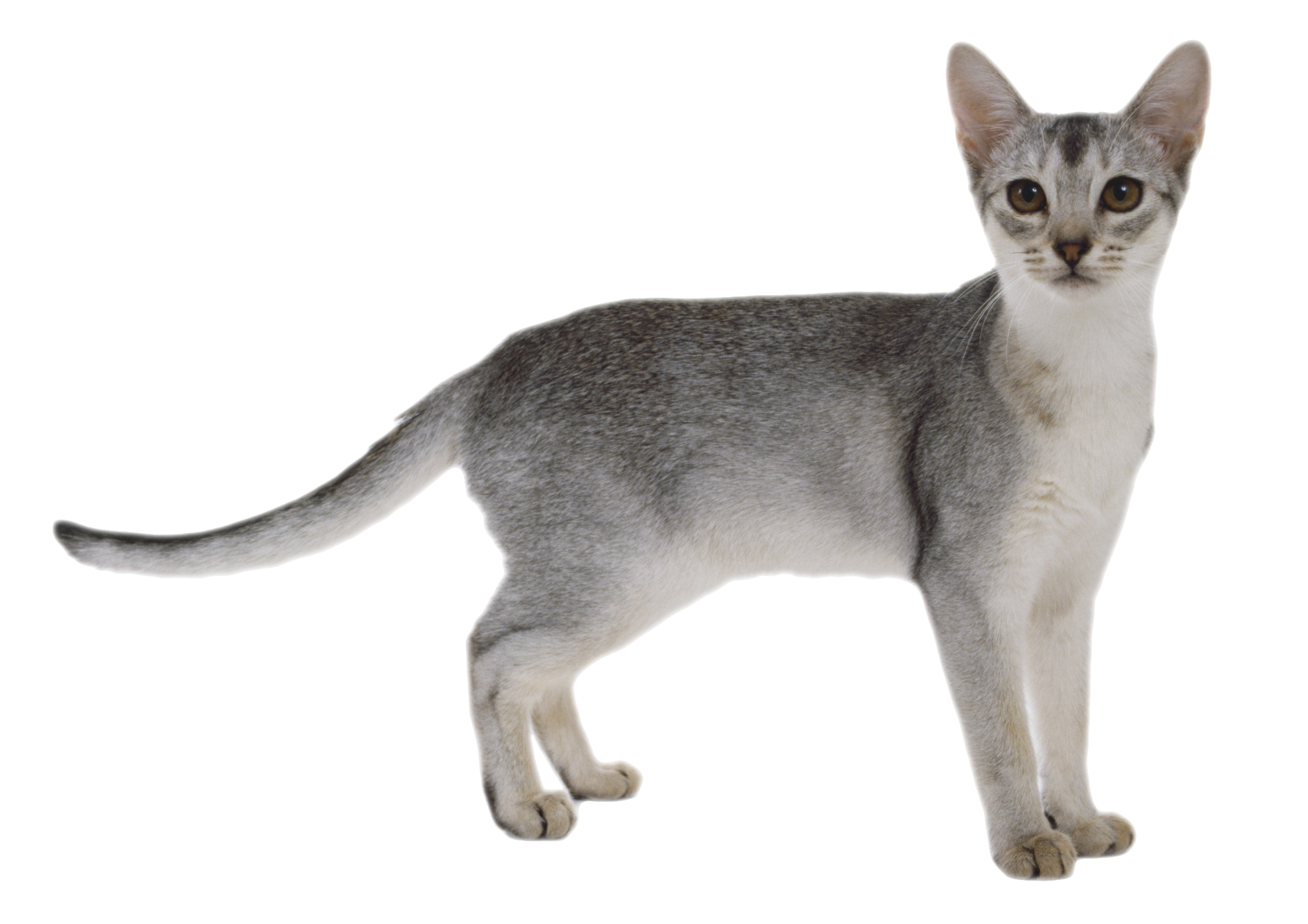 Abyssinian Cat PNG Clipart