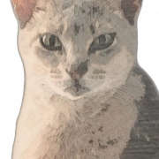 Абиссинский кот PNG Изображение