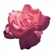 Ästhetische Blume PNG Clipart