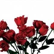 Aesthetic Flower PNG Picture