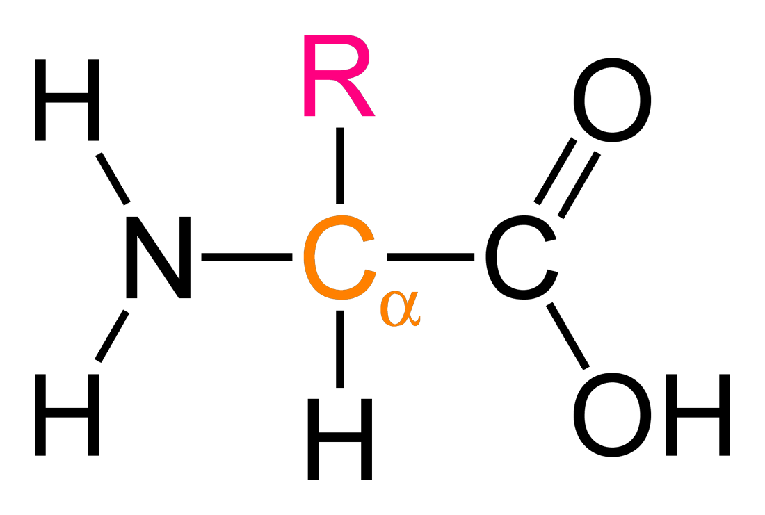 Structure amino acid Amino acid
