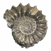 Ammonitfossilien