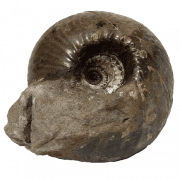 Fossili di ammonite png