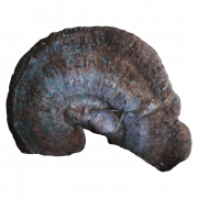 Fossili ammonite png clipart
