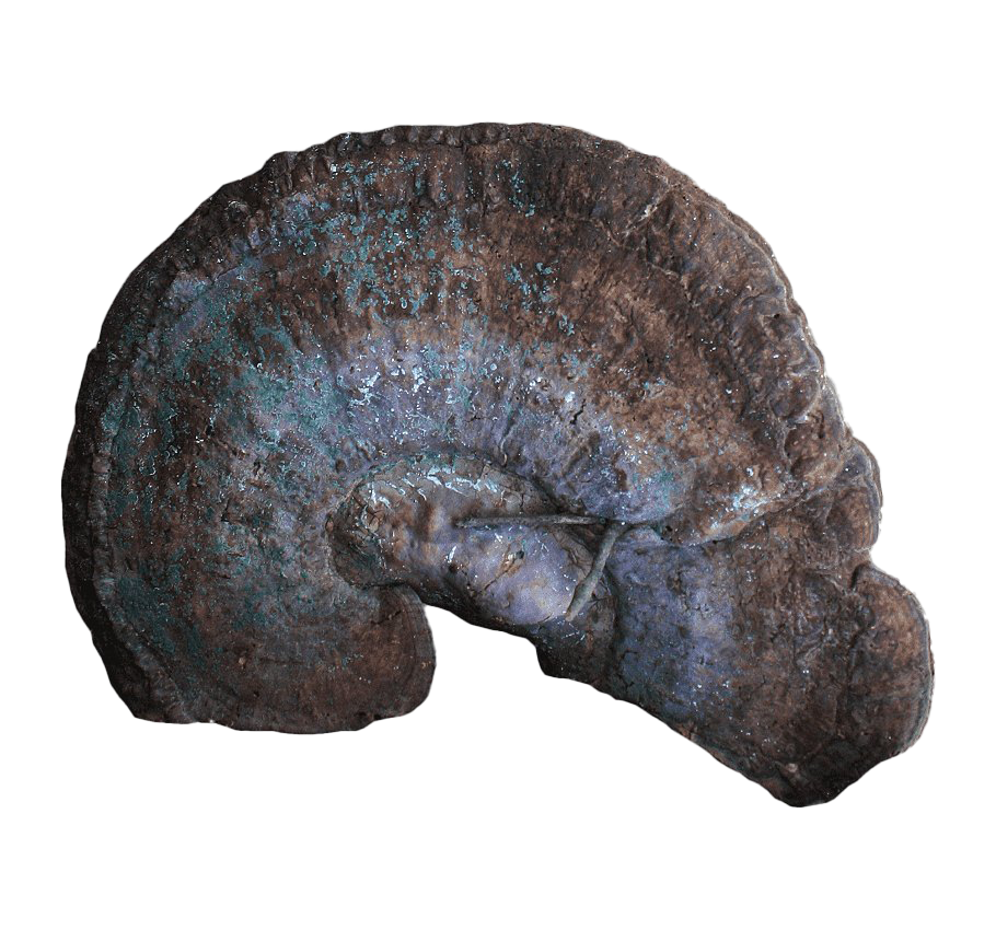 Ammonite Fossils PNG Clipart