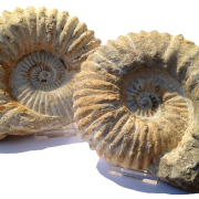 Ammonitfossilien PNG Bild