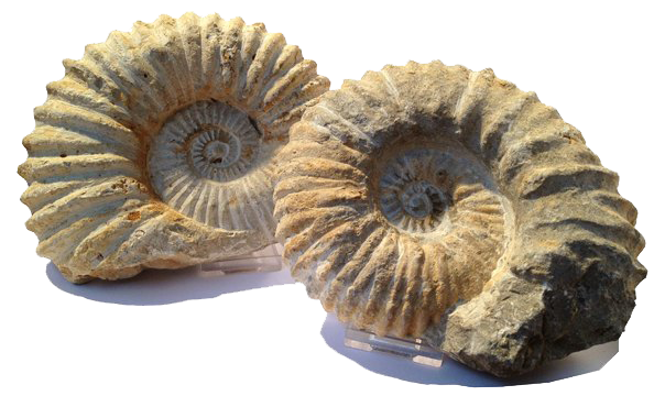 Ammonite Fossils PNG Image