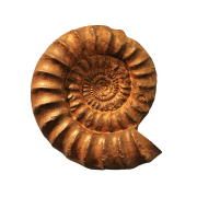 Fossili di ammonite trasparenti