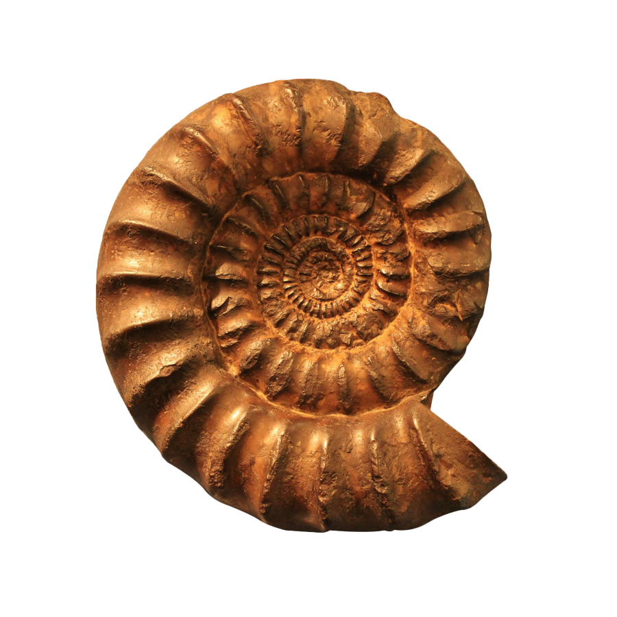 Ammonite Fossils Transparent