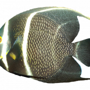 Angesfish