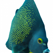 ANGELFISH PNG CLIPART