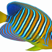 Angelfish PNG Download Image