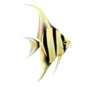Angelfish PNG freies Bild