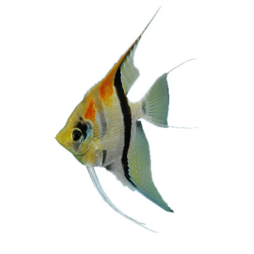 Angelfish PNG HD Image
