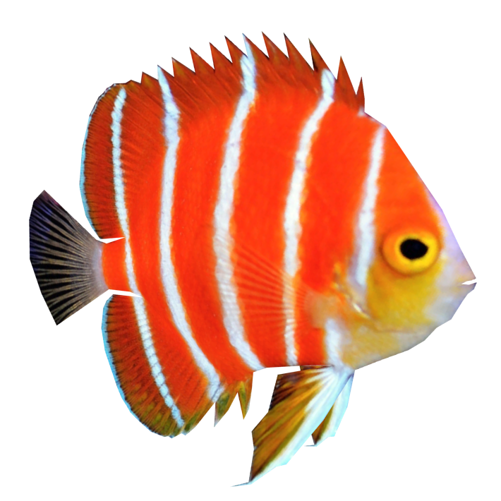 Angelfish PNG High Quality Image