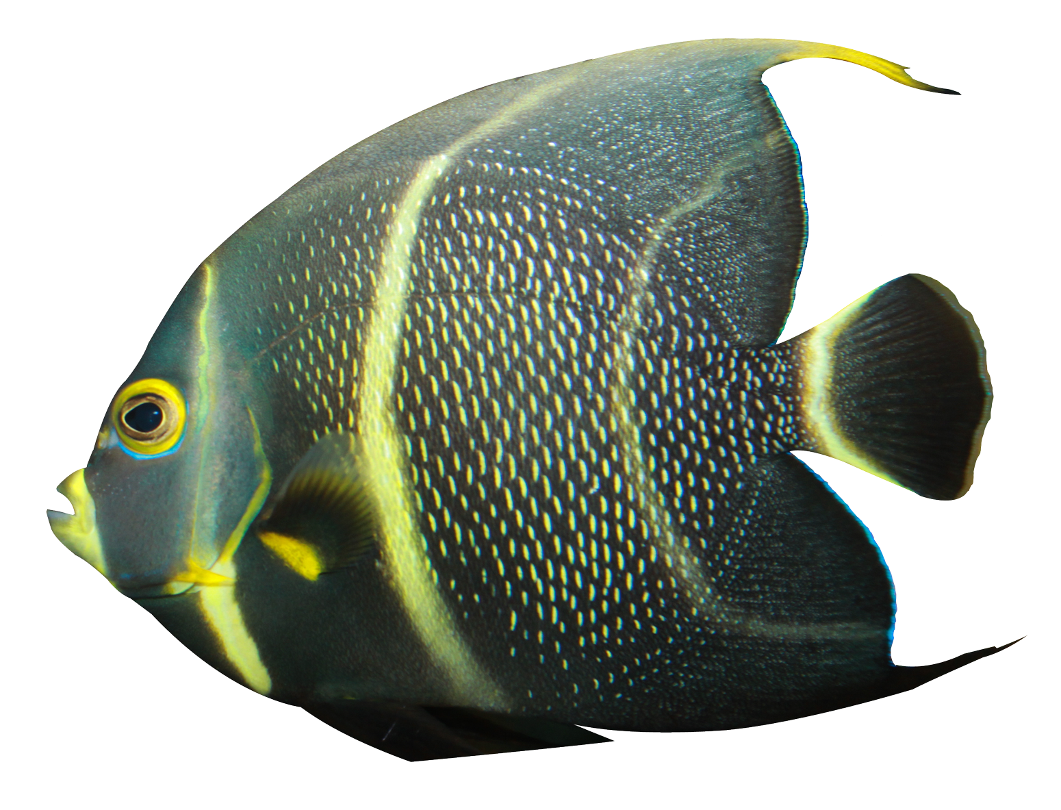 Angelfish PNG Image File