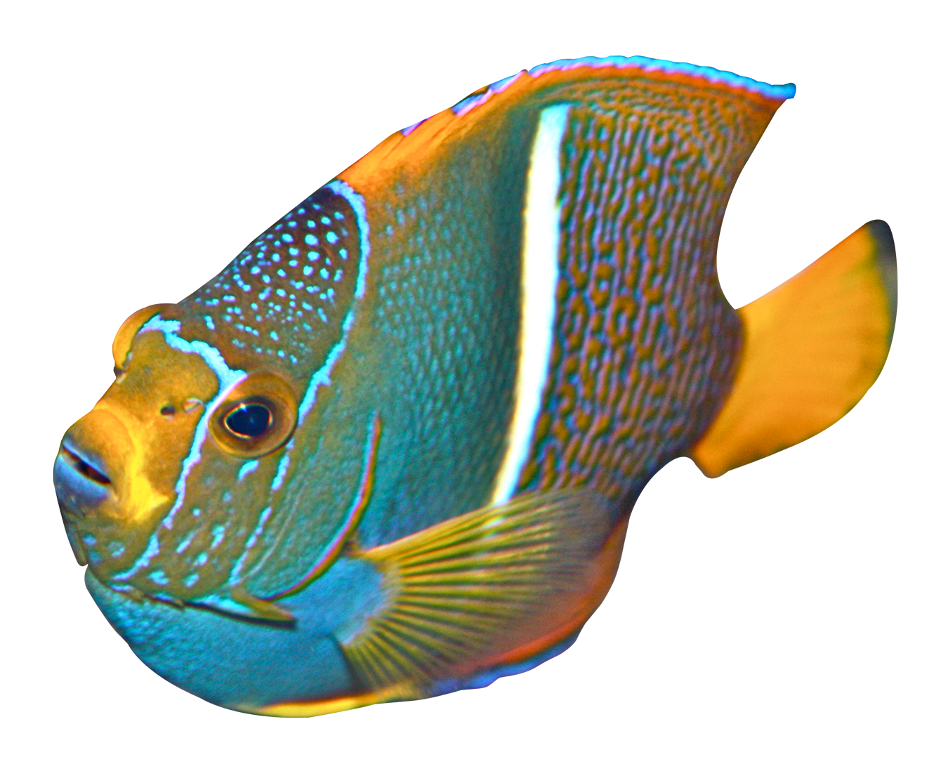 Angelfish PNG Image HD
