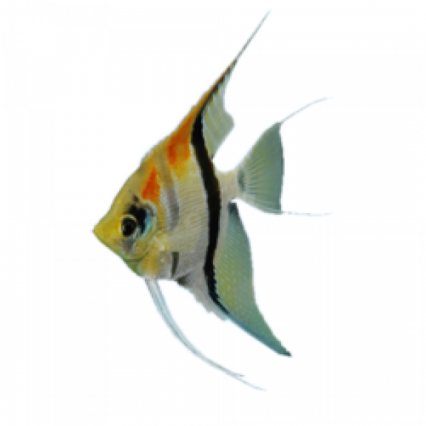Angelfish PNG Images