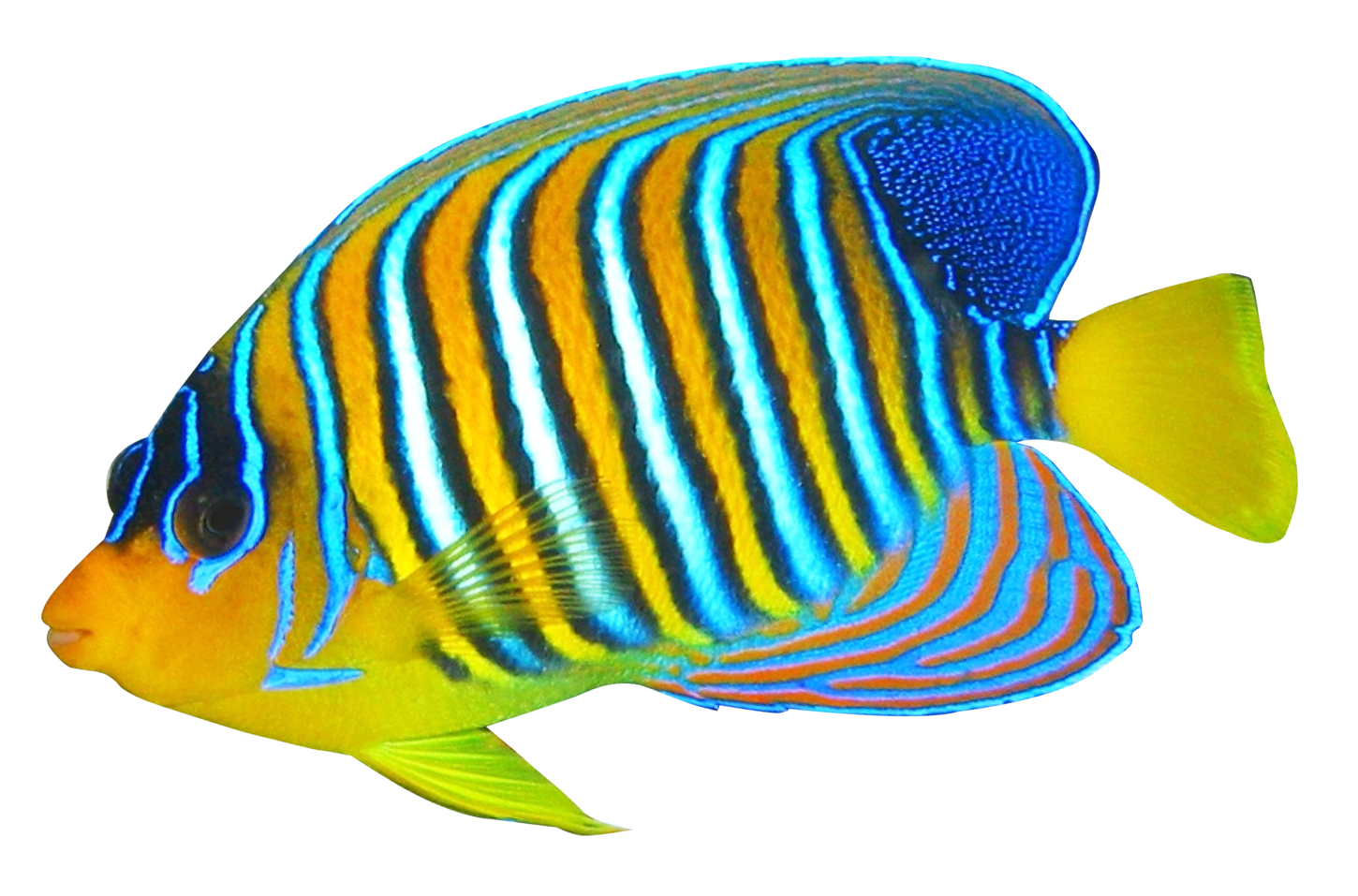 Angelfish PNG Photo