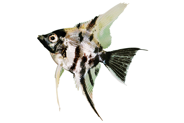 Angelfish PNG Pic