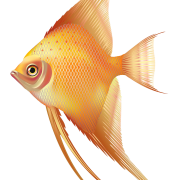 Aquariumangelfish