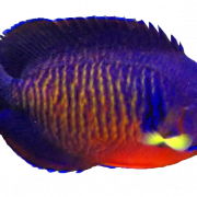 Aquariumangelfish Png