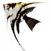 Aquarium Angelfish PNG Download Bild
