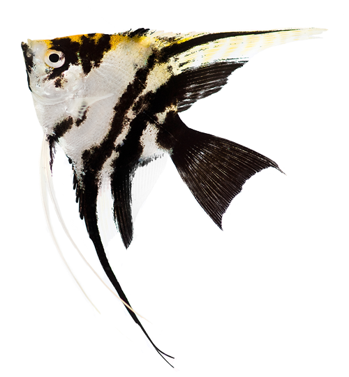 Aquarium Angelfish PNG Download Bild