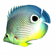 Aquarium angelfish png -bestand