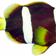 Aquarium Angelfish PNG freies Bild
