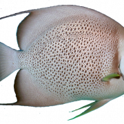 Aquarium Angelfish PNG hochwertiges Bild