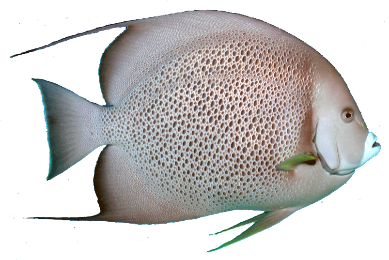 Aquarium Angelfish PNG High Quality Image