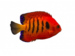 Aquarium Angelfish PNG Image File