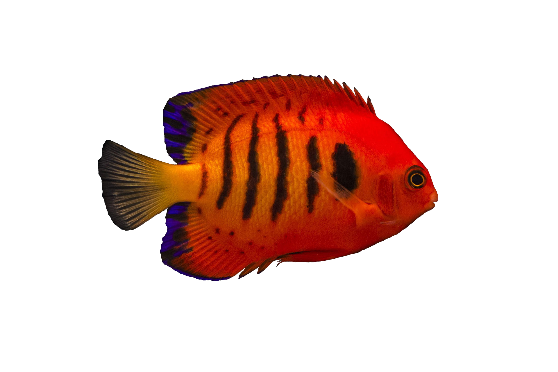 Aquarium Angelfish PNG Image File