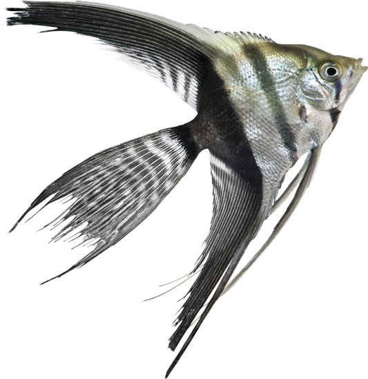 Aquarium Angelfish PNG Pic