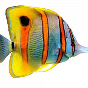 Aquariumangelfisch -PNG -Bild